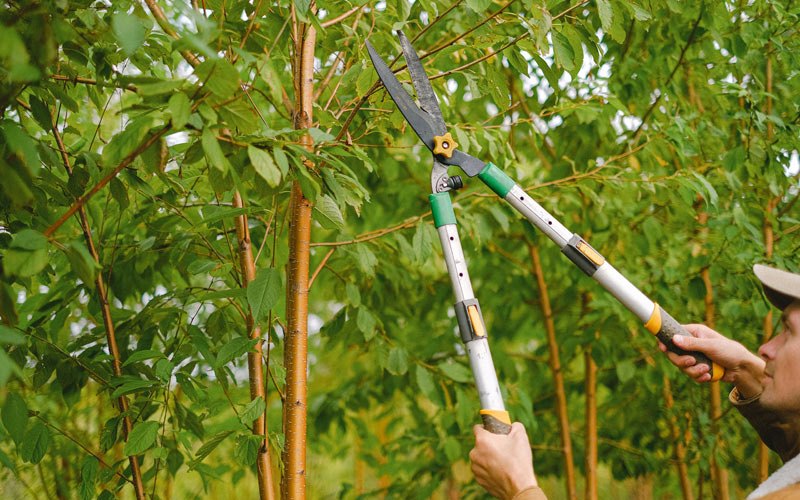 Tree trimming in Clermont, IA