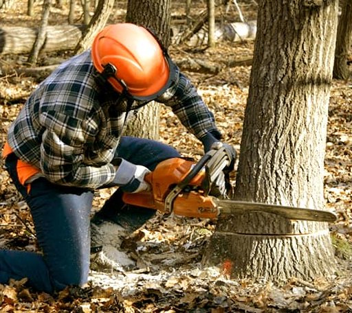 Tree Removal in Clermont, IA